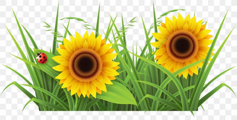 Weed Garden Lawn Clip Art, PNG, 1728x878px, Weed, Cannabis, Commodity, Daisy Family, Dandelion Download Free