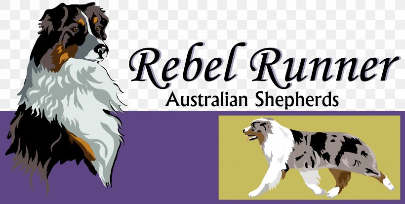 Australian Shepherd Dog Breed German Shepherd Companion Dog, PNG, 3003x1514px, Australian Shepherd, Best In Show, Breed, Carnivoran, Chehalis Download Free