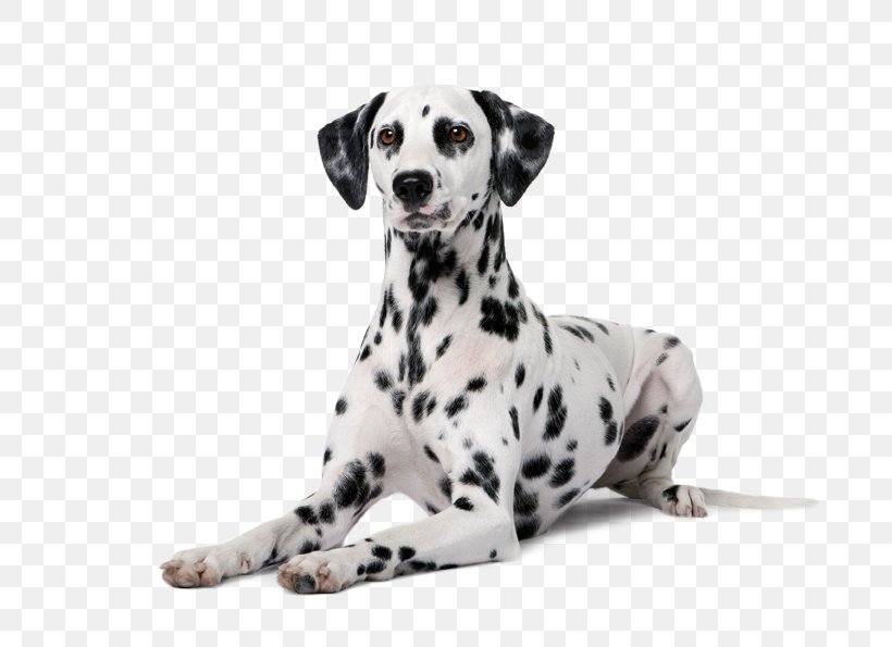 Dalmatian Dog Puppy Boston Terrier Police Dog, PNG, 799x595px, Dalmatian Dog, Animal, Boston Terrier, Carnivoran, Companion Dog Download Free