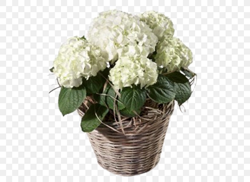 Hydrangea Blume Botany Floristry Flower, PNG, 600x600px, Hydrangea, Artificial Flower, Blume, Botanist, Botany Download Free