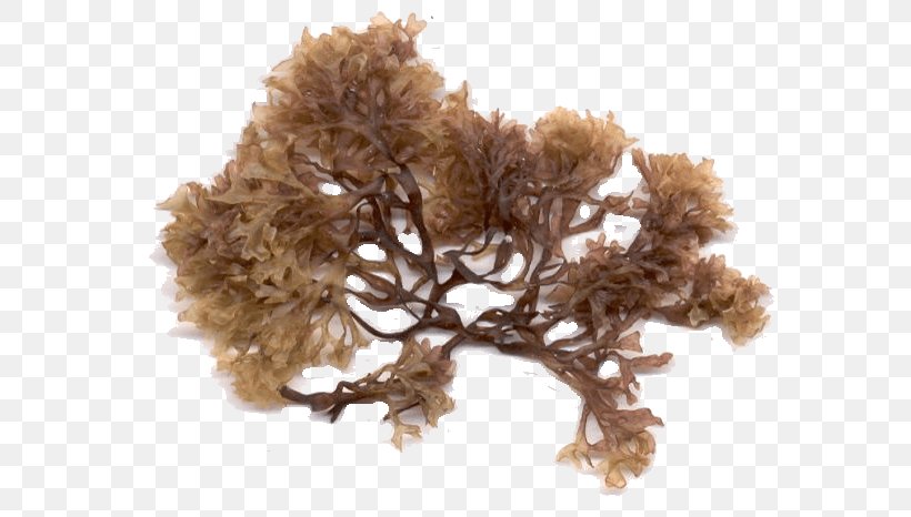 Irish Moss Seaweed Algae Sea Lettuce, PNG, 600x466px, Irish Moss, Agar, Algae, Carrageenan, Dulse Download Free