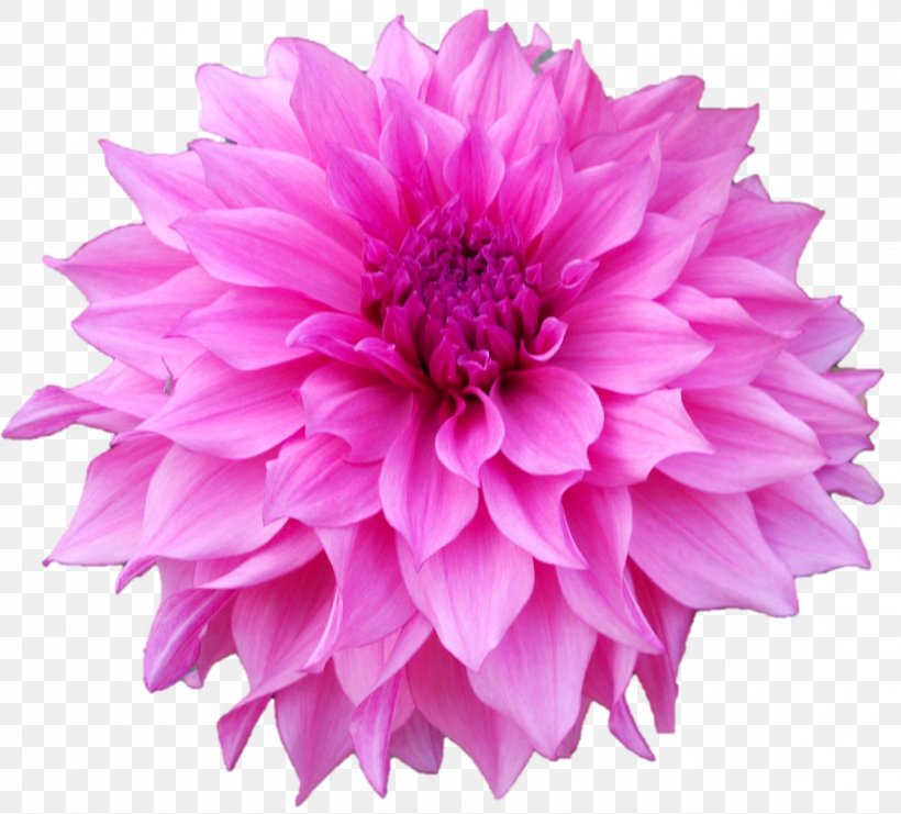Paper Party Pom-pom Dahlia Pink, PNG, 1172x1060px, Paper, Annual Plant, Aster, Chrysanths, Cloth Napkins Download Free