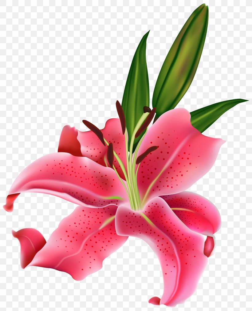 Tiger Lily Easter Lily Arum-lily Flower Clip Art, PNG, 2432x3000px, Tiger Lily, Arumlily, Calla Lily, Cut Flowers, Drawing Download Free