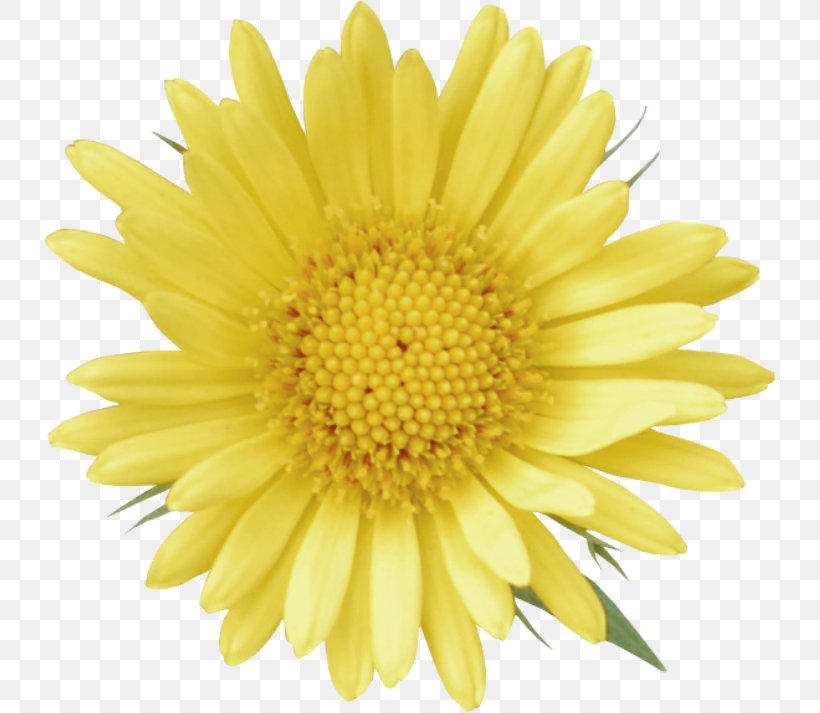Common Sunflower Stock Photography Royalty-free, PNG, 732x713px, Common Sunflower, Chrysanths, Daisy, Daisy Family, Flower Download Free
