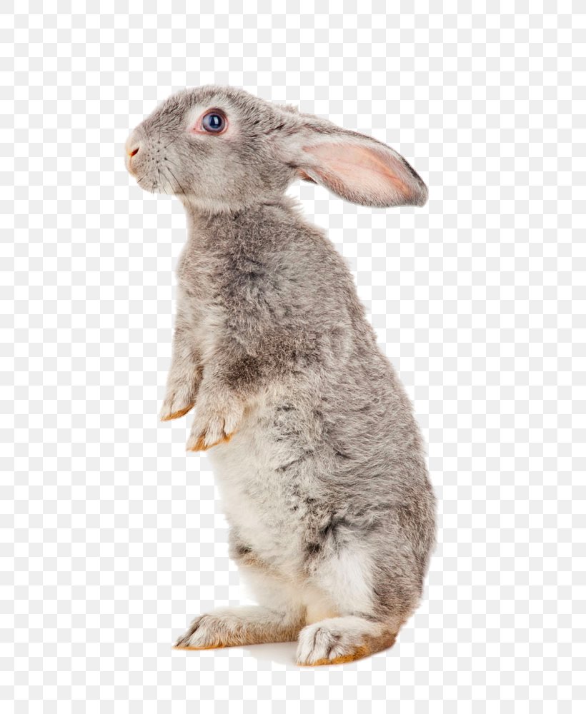 European Hare Havana Rabbit Treaties Of Tilsit Domestic Rabbit Battle Of Waterloo, PNG, 665x1000px, European Hare, Battle Of Waterloo, Cage, Domestic Rabbit, Fauna Download Free