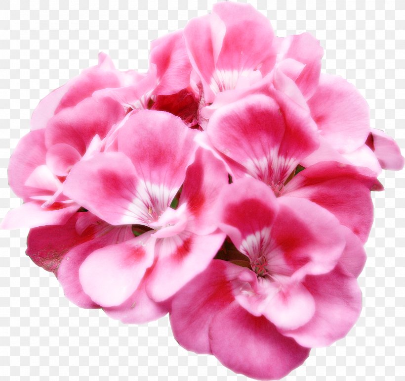 Flower Material, PNG, 1280x1203px, Flower, Annual Plant, Color, Cut Flowers, Flower Bouquet Download Free