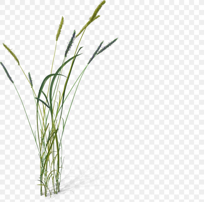 Foxtail, PNG, 1411x1395px, 3d Computer Graphics, Foxtail, Commodity, Cordgrass, Fox Download Free