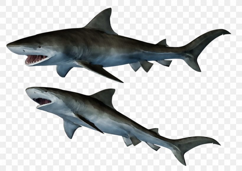 Great White Shark Background, PNG, 1024x724px, Watercolor, Animal Figure, Bronze Hammerhead Shark, Bull Shark, Carcharhiniformes Download Free