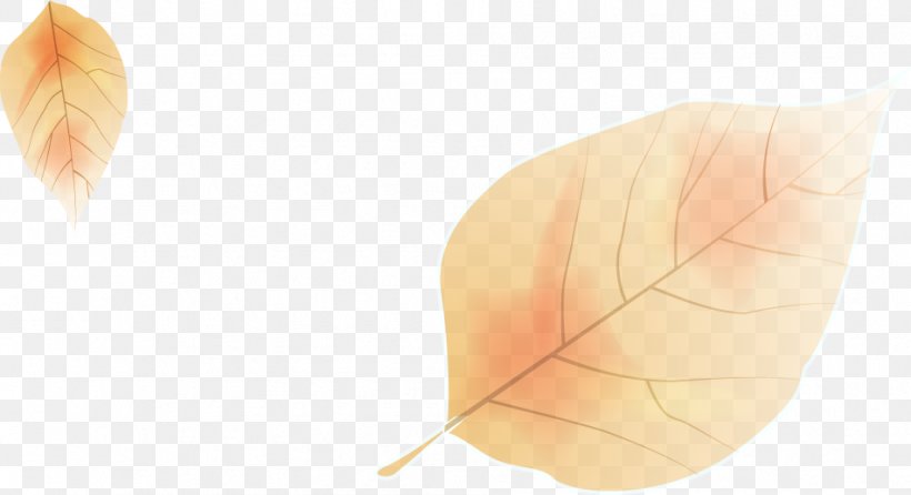 Leaf Angle, PNG, 951x518px, Leaf, Peach Download Free