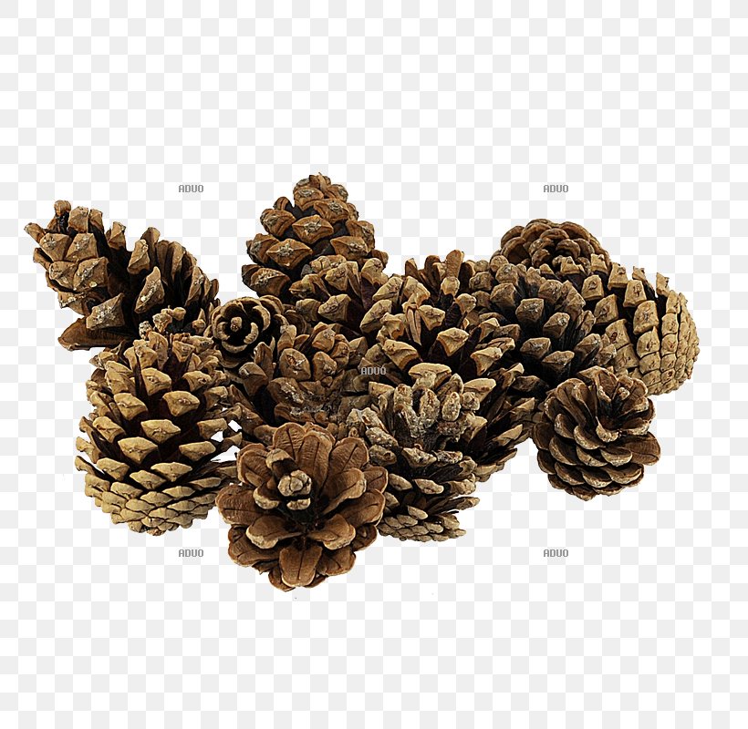 Pine Conifer Cone Wood Fir Agaricus, PNG, 800x800px, Pine, Agaricus, Autumn, Birch, Color Download Free
