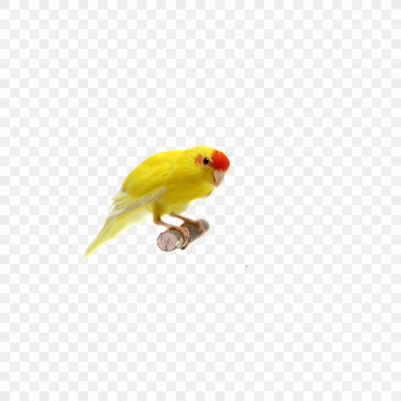 Red-crowned Parakeet Parrot Budgerigar Bird Photography, PNG, 1772x1772px, Redcrowned Parakeet, Beak, Bird, Budgerigar, Common Pet Parakeet Download Free