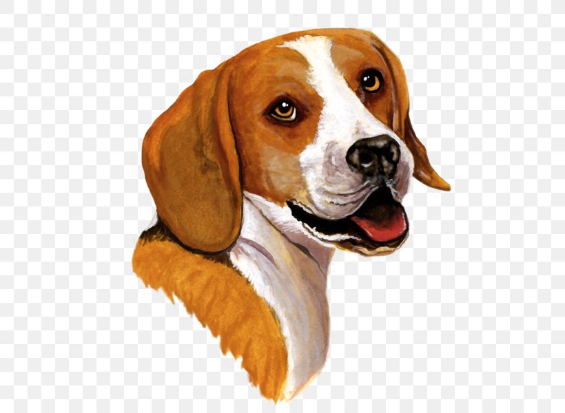 Beagle Yorkshire Terrier Bernese Mountain Dog St. Bernard, PNG, 600x600px, Beagle, American Foxhound, Animal, Artois Hound, Basset Hound Download Free