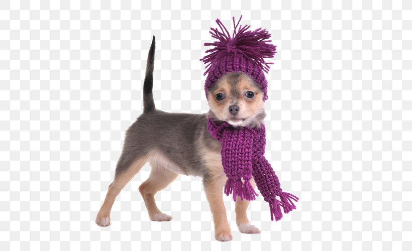 Chihuahua Yorkshire Terrier Puppy Stock Photography Scarf, PNG, 667x500px, Chihuahua, Bandana, Carnivoran, Clothing, Clothing Accessories Download Free