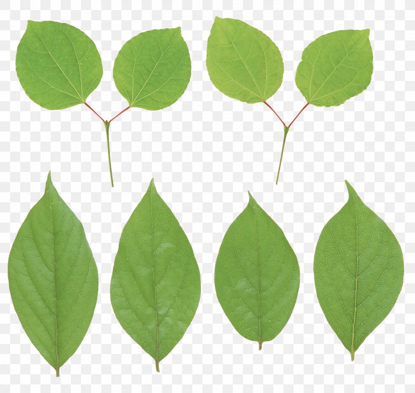 Leaf Green, PNG, 2752x2608px, Leaf, Computer Graphics, Display Resolution, Green, Image File Formats Download Free