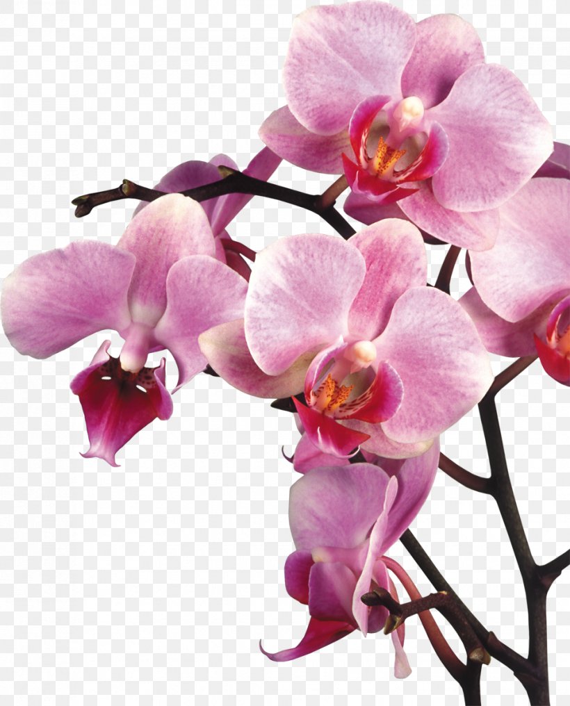 Hoa lan là loài hoa tuyệt đẹp, sang trọng và mang một ý nghĩa đặc biệt. Nếu bạn yêu thích hoa lan, hãy đến xem hình ảnh của chúng và thưởng thức sự đẹp của chúng. Bắt đầu khám phá ngay hôm nay để trải nghiệm sự quyến rũ của hoa lan.