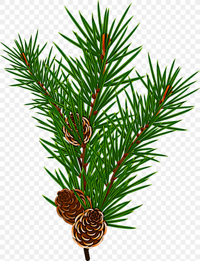 Shortleaf Black Spruce Columbian Spruce Sugar Pine Jack Pine Loblolly Pine, PNG, 983x1280px, Shortleaf Black Spruce, Balsam Fir, Columbian Spruce, Jack Pine, Loblolly Pine Download Free