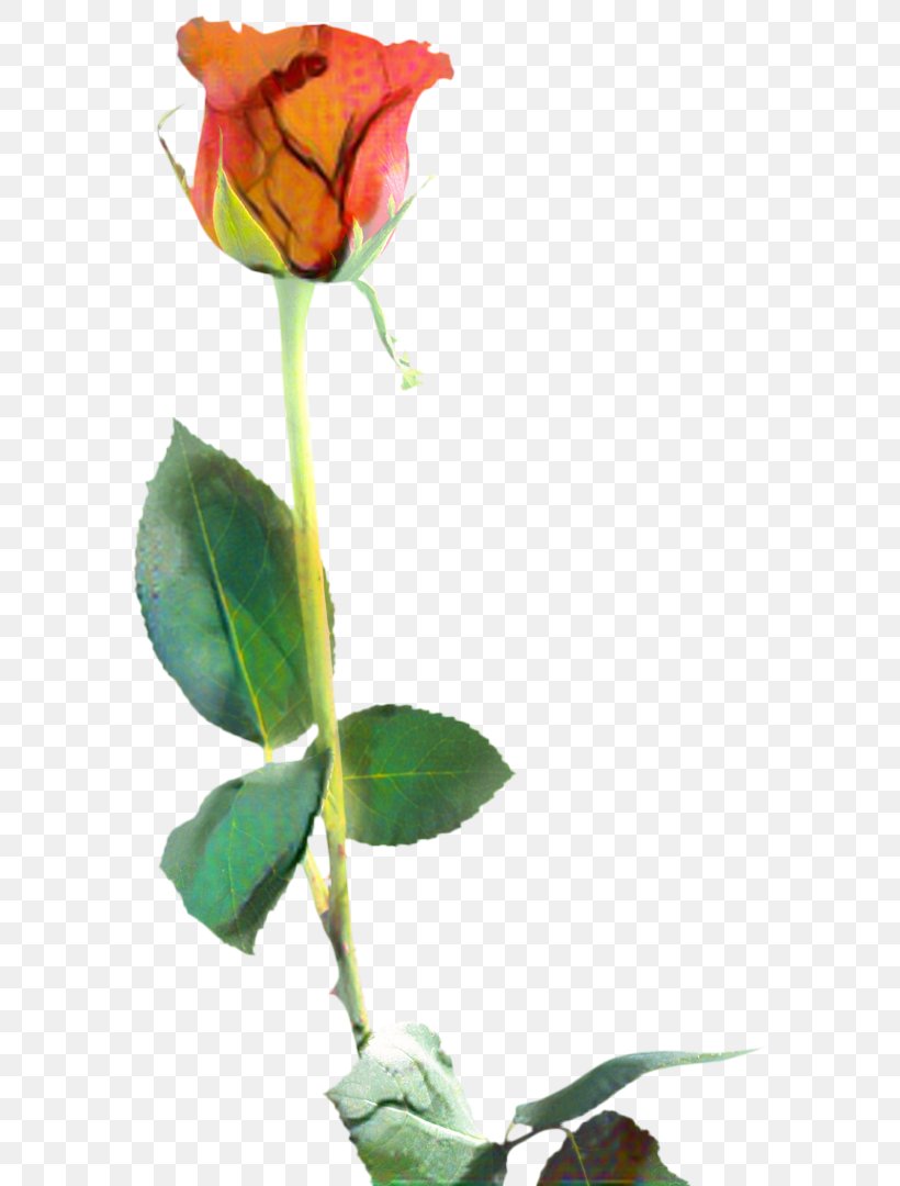 Valentines Day Background, PNG, 597x1080px, Rose, Bud, Cut Flowers, Floral Design, Floribunda Download Free