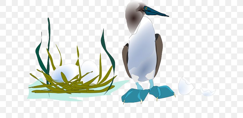 Duck Gulls Bird Clip Art, PNG, 640x397px, Duck, Beak, Bird, Booby, Ducks Geese And Swans Download Free