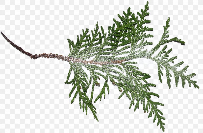 Fir Spruce Tree Clip Art, PNG, 1522x1000px, Fir, Branch, Christmas Ornament, Conifer, Conifers Download Free