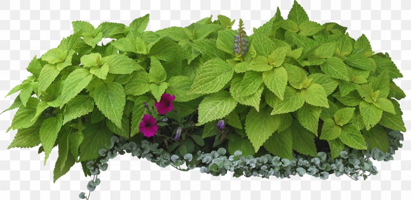 Flower Garden Leaf Shrub Garden Design, PNG, 1200x585px, Flower Garden, Flower, Flowerpot, Garden, Garden Design Download Free