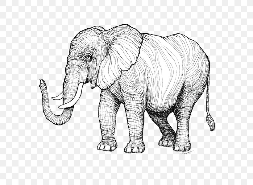 Indian Elephant African Elephant Sketch Illustration Line Art, PNG, 600x600px, Indian Elephant, African Elephant, Animal, Animal Figure, Art Download Free
