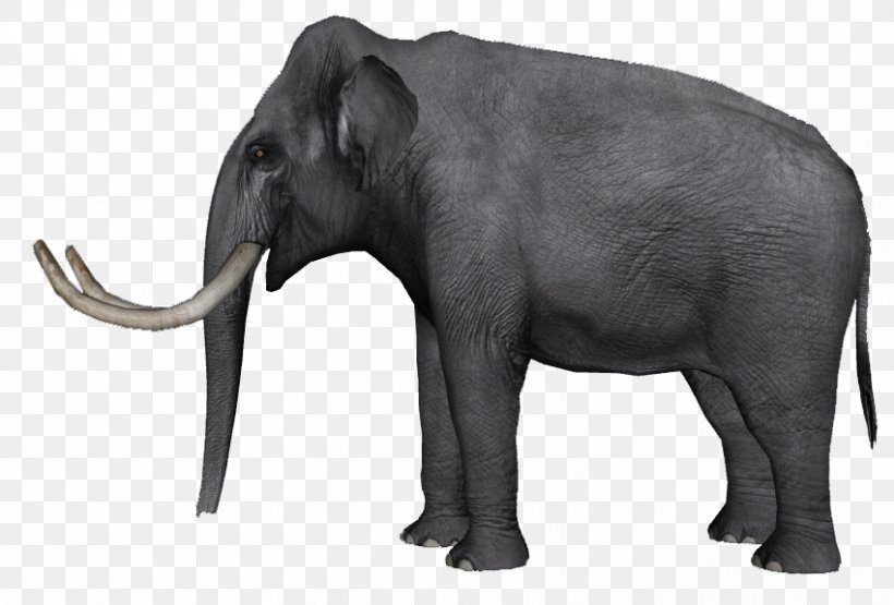 Indian Elephant African Elephant Tusk Wildlife Curtiss C-46 Commando, PNG, 850x576px, Indian Elephant, African Elephant, Animal, Animal Figure, Curtiss C46 Commando Download Free