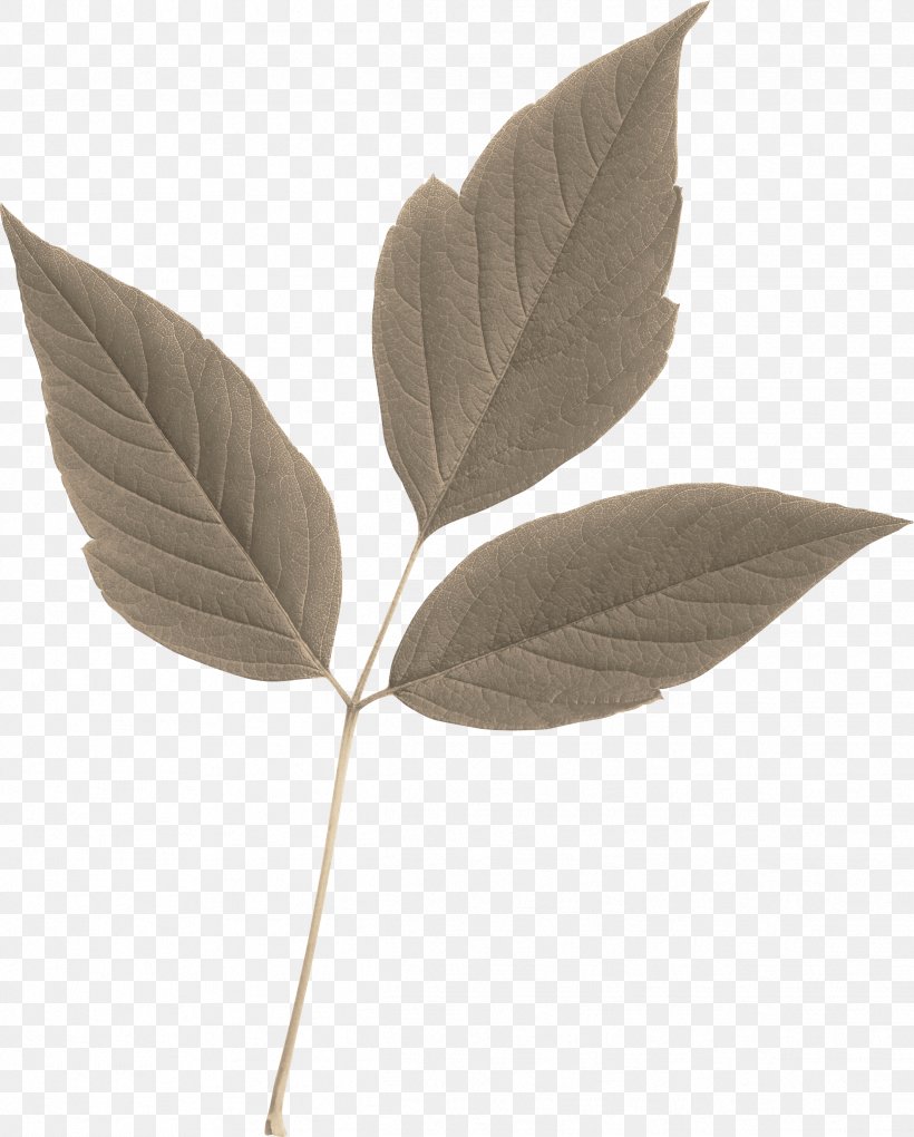 Leaf Image Branch Tree, PNG, 2433x3028px, Leaf, Ash, Branch, Logo, Photography Download Free