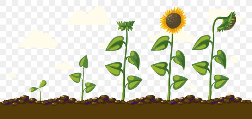 Common Sunflower Download Euclidean Vector, PNG, 1024x485px, Common Sunflower, Daisy Family, Energy, Flora, Floral Design Download Free