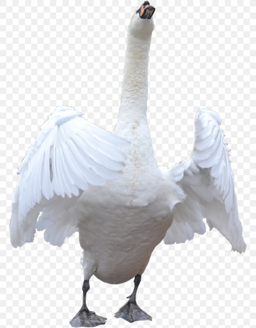Domestic Goose Cygnini, PNG, 762x1049px, Goose, Beak, Bird, Cygnini, Domestic Goose Download Free