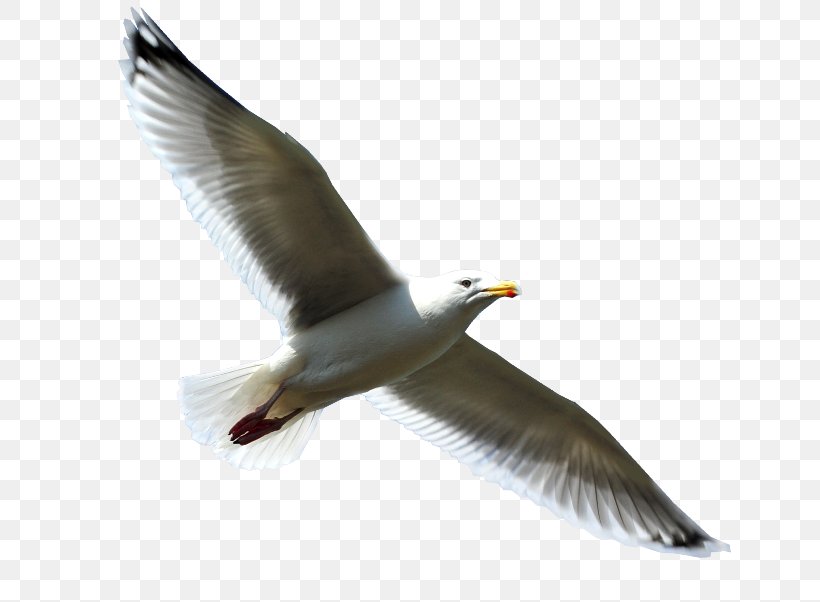 European Herring Gull Bird Clip Art, PNG, 650x602px, European Herring Gull, Animal, Animation, Beak, Bird Download Free