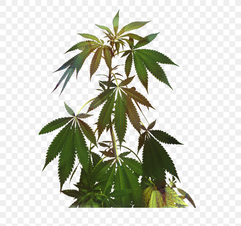 Family Tree Background, PNG, 555x768px, Cannabis, Cannabis Ruderalis, Cannabis Sativa, Flower, Hemp Download Free