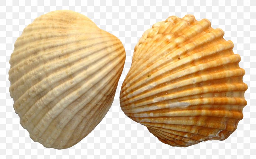 Seashell Royal Dutch Shell Clip Art, PNG, 2100x1313px, Seashell, Beach, Charonia, Clam, Clams Oysters Mussels And Scallops Download Free