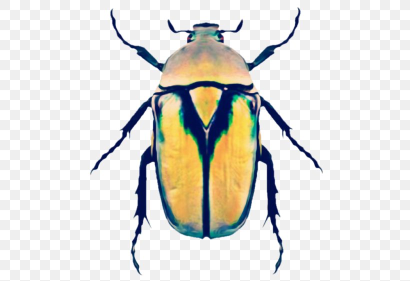 Polyphaga Bugs And Beetles Weevil Protaetia Niveoguttata Chrysina Chrysargyrea, PNG, 500x562px, Polyphaga, Arthropod, Beetle, Blister Beetles, Cetoniidae Download Free
