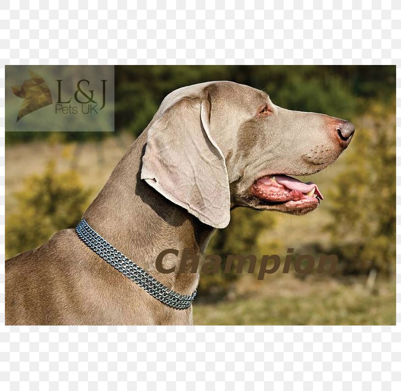 Weimaraner Dog Breed Hunting Dog Pointing Breed Snout, PNG, 800x800px, 2018, Weimaraner, Breed, Carnivoran, Dog Download Free