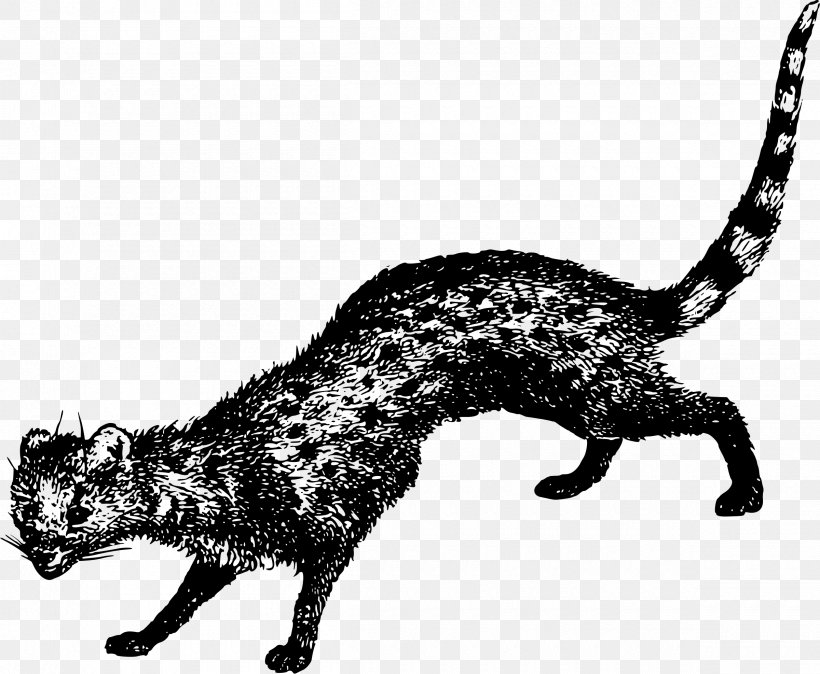 Whiskers Viverridae Wildcat Large Indian Civet, PNG, 2400x1974px, Whiskers, Animal, Animal Figure, Big Cat, Big Cats Download Free