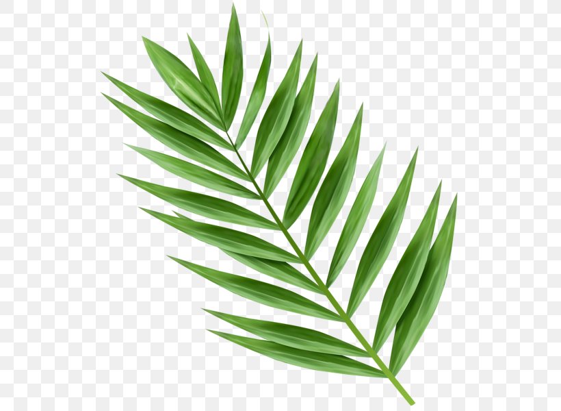 Arecaceae Leaf Palm Branch Clip Art, PNG, 536x600px, Arecaceae, Arecales, Coconut, Herbalism, Leaf Download Free