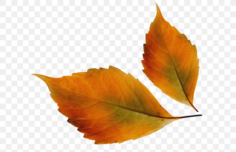 Autumn Leaf Color Adult Storytime Image Autumn Leaf Color, PNG, 650x528px, Autumn, Autumn Leaf Color, Leaf, Maple, Maple Leaf Download Free