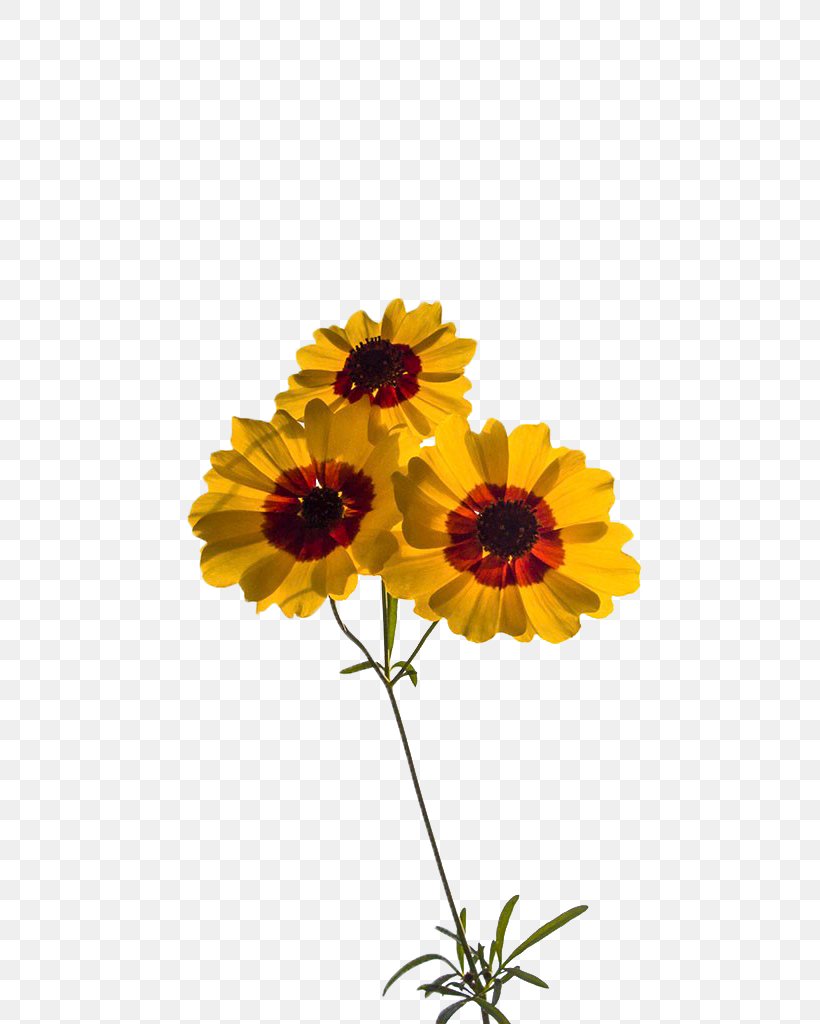 Common Sunflower Transvaal Daisy Chrysanthemum Floral Design Cut Flowers, PNG, 768x1024px, Common Sunflower, Chrysanthemum, Chrysanths, Cut Flowers, Dahlia Download Free