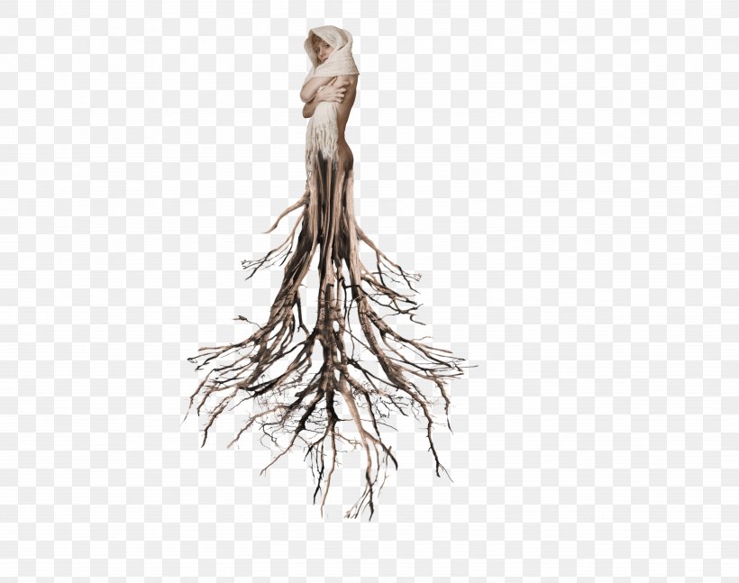 Tree Root, PNG, 4928x3891px, Tree, Branch, Deviantart, Drawing, Neck Download Free