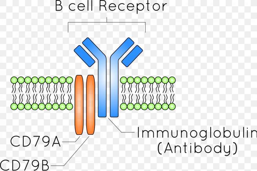 B-cell Receptor B Cell Antibody Antigen, PNG, 1200x798px, Bcell Receptor, Antibody, Antigen, Area, B Cell Download Free