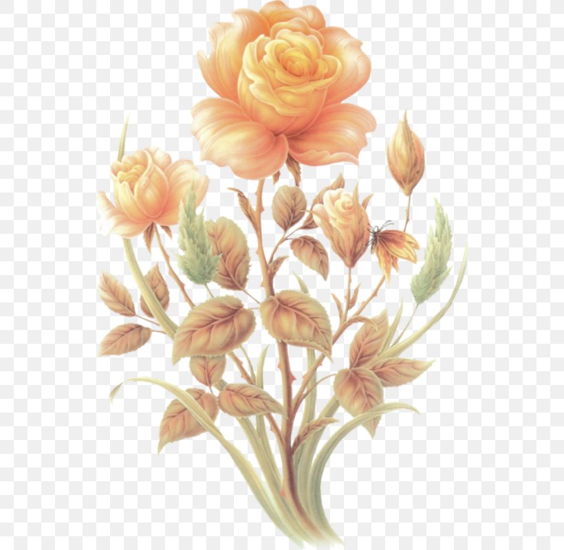 Cut Flowers Centifolia Roses Floral Design, PNG, 542x800px, Flower, Centifolia Roses, Cut Flowers, Floral Design, Floristry Download Free