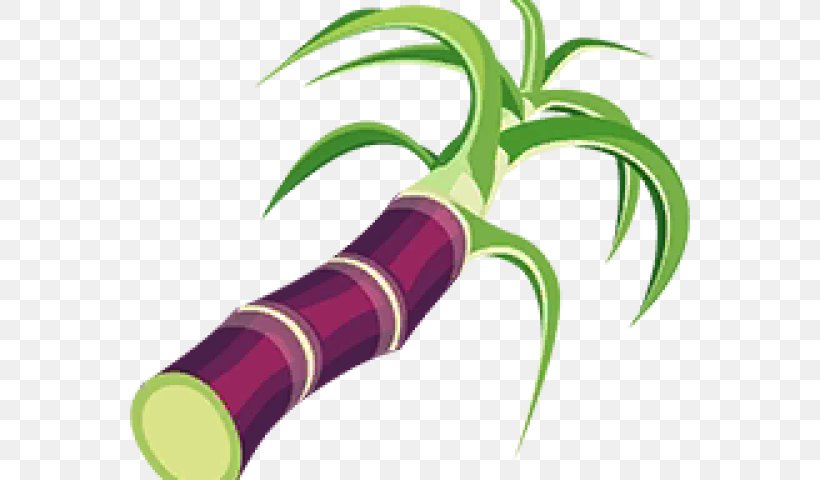 Plant Leaf, PNG, 640x480px, Sugarcane, Crop, Drawing, Leaf, Plant Download Free