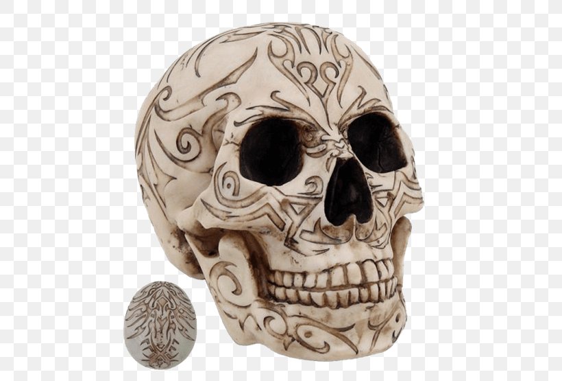 Skull Human Skeleton Homo Sapiens Statue Figurine, PNG, 555x555px, Skull, Anatomy, Bone, Femur, Figurine Download Free