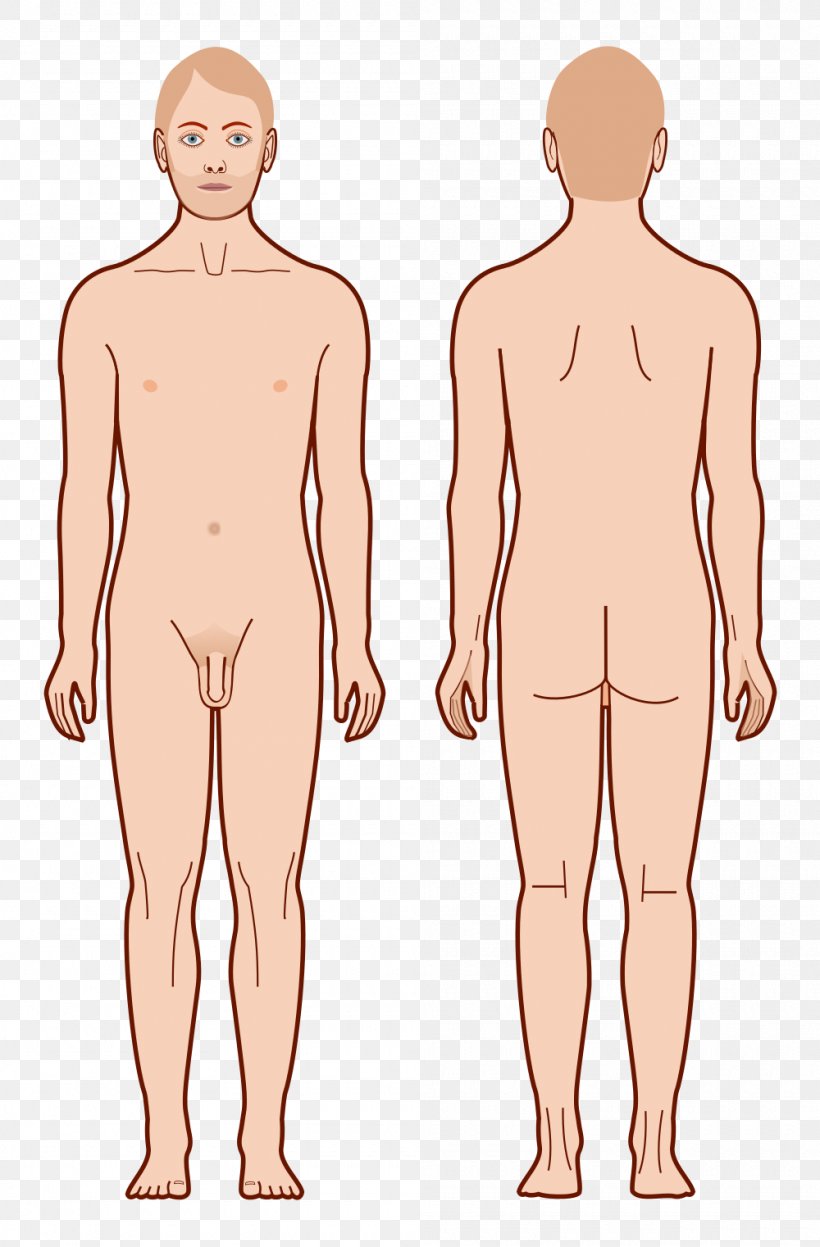 Diagram Human Body Male Homo Sapiens, PNG, 1000x1521px, Watercolor, Cartoon, Flower, Frame, Heart Download Free