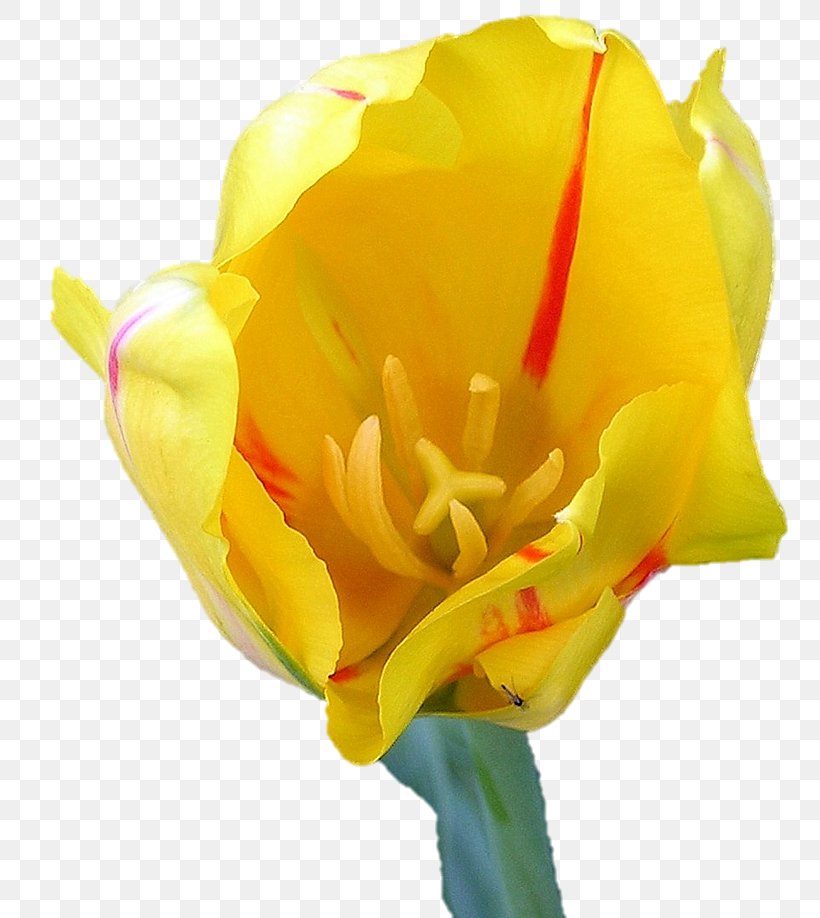 Evening-primroses Cut Flowers Tulip Canna Bud, PNG, 756x918px, Eveningprimroses, Bud, Canna, Canna Family, Canna Lily Download Free