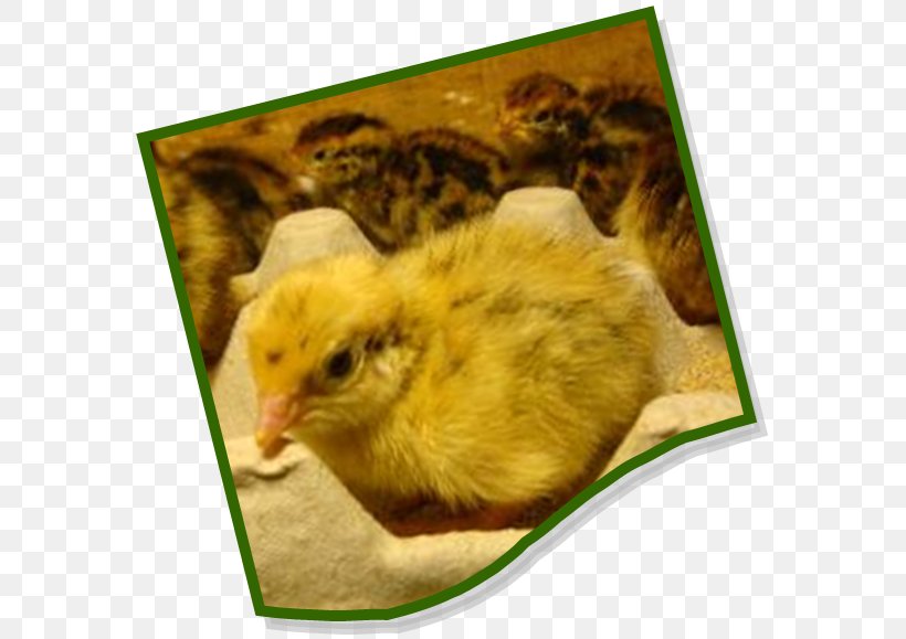 Japanese Quail Meat Rectangle Square, PNG, 583x579px, Quail, Beak, Bird, Chicken, Fauna Download Free