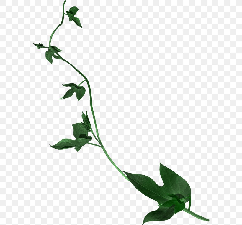 Leaf Petal Flower Clip Art, PNG, 600x765px, Leaf, Branch, Flora, Flower, Flower Bouquet Download Free