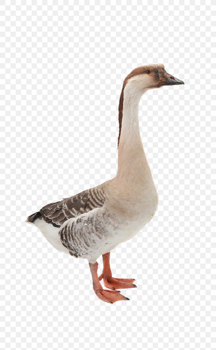 Domestic Goose Mallard Duck Bird, PNG, 753x1328px, Goose, Anatidae, Animal, Anseriformes, Beak Download Free