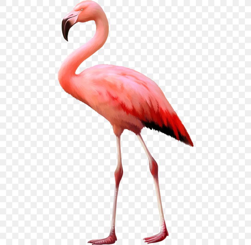 Flamingo Stock Photography Royalty-free, PNG, 446x800px, Flamingo, Beak, Bird, Chilean Flamingo, Depositphotos Download Free