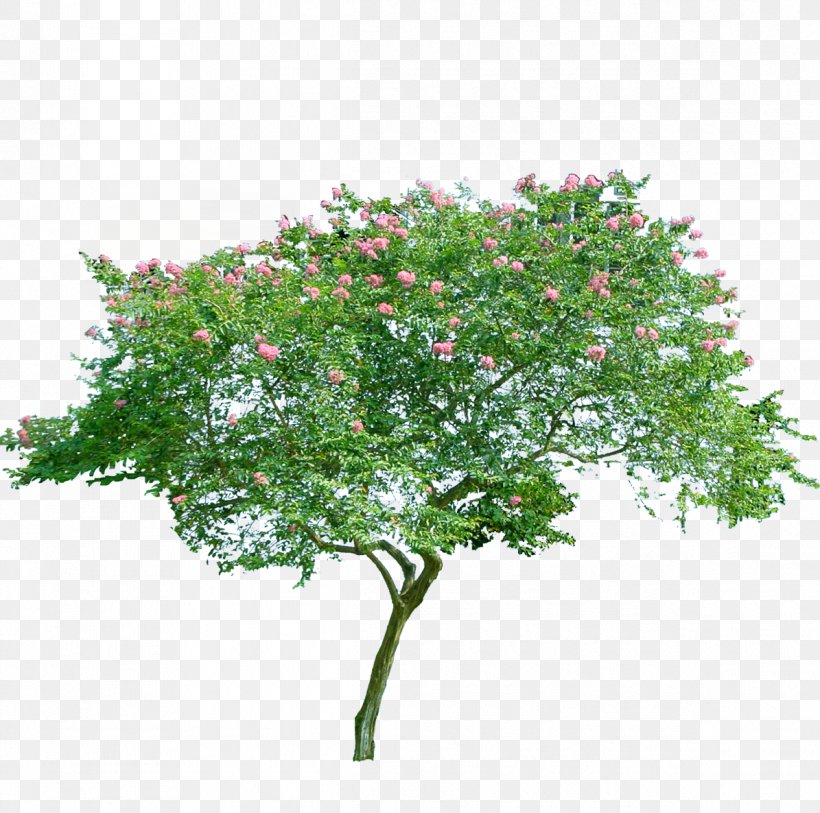 flower tree png images